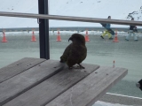 <h5>Wildlife!</h5>