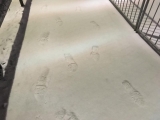 <h5>First tracks</h5><p>First to the base this morning!</p>